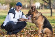 13 Velcro Dog Breeds That Stick Close To Their Humans