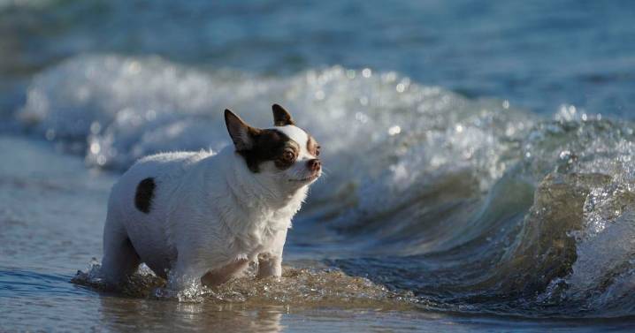 Sit. Stay. Surf: Beaches reopen to four