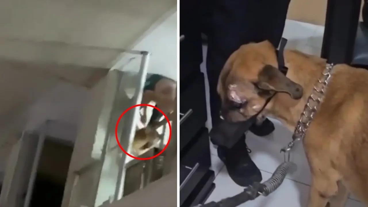 Rescatan a Hulk, perro que era presuntamente maltratado por su dueña en Cartagena