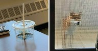 50 Times Real-Life Looked Like It Didn’t Render Properly