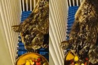 ¿Negligencia o maltrato animal?: Zoológico La Pastora reconoce que “pudieron hacer más” por la Osa Mina