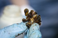 Opinion: Why AI is our best defense against invasive species