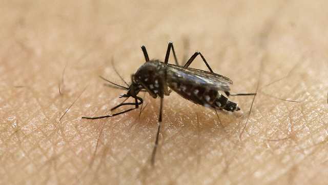 Health officials announce first human case of West Nile virus in Boston