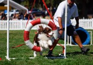 San Jose’s Bark in the Park putting rescued dogs in the spotlight