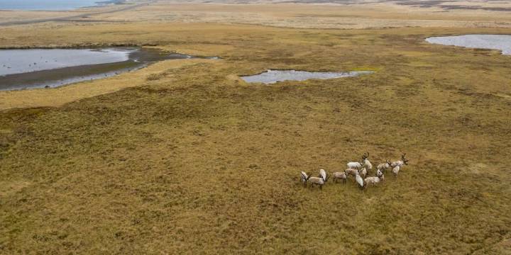 Revelan que un ecosistema clave del Ártico enfrenta un cambio que amenaza su equilibrio natural