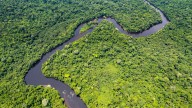The giants of the Amazon are getting even bigger.