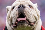 Is Georgia Bulldogs football on TV, or streaming only today? Spread, game odds, kickoff time