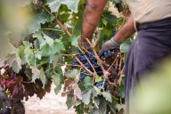 Las cooperativas denuncian precios de uva "ruinosos"