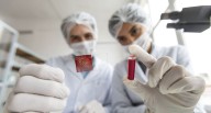Células madre: una esperanza para la medicina