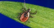 Illinois resident contracts tickborne illness Powassan, first case detected in state