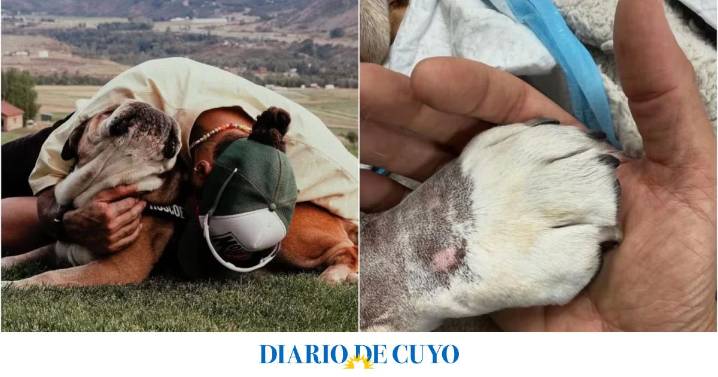 El conmovedor video de Lewis Hamilton por la muerte de Roscoe, la mascota más querida de la Fórmula 1