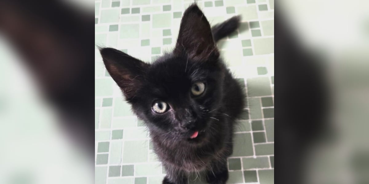 Saving Graces 4 Felines: Meet Midnight
