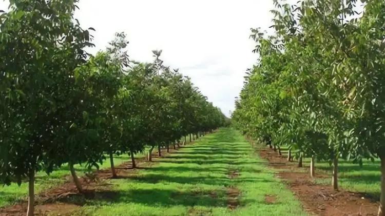 Hermosillo será sede del 26° Simposio Internacional de Nogal Pecanero