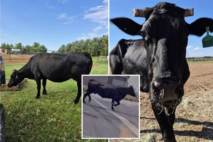 Runaway cow dubbed 'Mootilda' gains cult following after crowdfunded  rescue from Arizona slaughterhouse