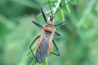 Kissing Bug Invasion: Deadly Chagas Disease Threatens Texas