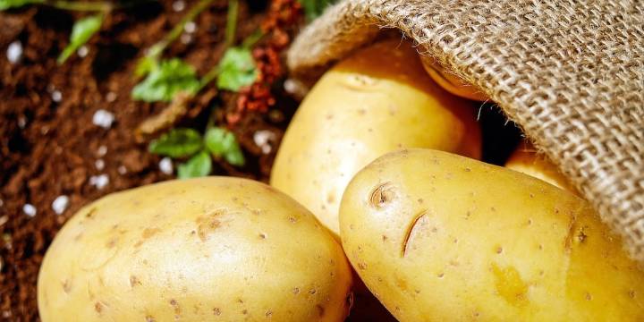 Crisis en el sector papero: en el sudeste bonaerense, los productores tuvieron que abandonar la cosecha