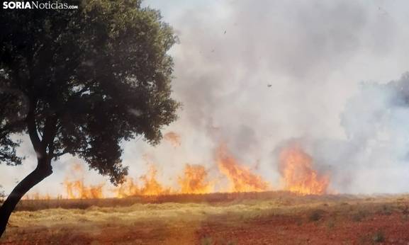 La Junta de Castilla y León moviliza 5,3 millones de euros para el sector agrario afectado por los incendios