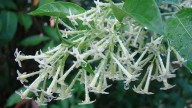 Ni rosas ni jazmines: las flores que perfuman tu jardín con poco cuidado