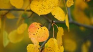 When does fall start? All about the 2025 autumnal equinox