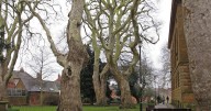 Woman raped by group of men in churchyard on Sunday morning