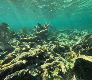 Coral reefs begin death spiral as climate tipping point nears