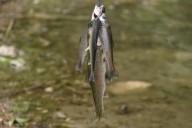 Here’s when Fish and Game will release 14,000 rainbow trout in local reservoirs, ponds and rivers