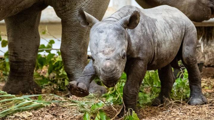 Cleveland Metroparks Zoo announces birth of endangered Eastern black rhino calf