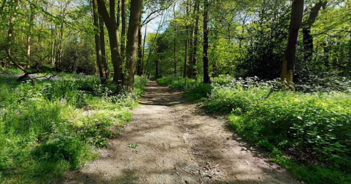 Police launch hunt for man who exposed himself in East London woods