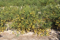 Se inician los tratamientos contra la mosca de la fruta en zonas citrícolas y de caqui