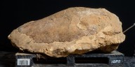 32-million-year old sea turtle fossil discovered in south Alabama