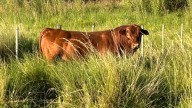 “Diez veces más relevante”. La herramienta clave recomendada por un experto para sumar rentabilidad en rodeos vacunos