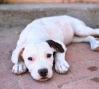 Westside animal adoption center to open; NIH funds EPCC, UTEP training project; Sunset Amphitheater to break ground