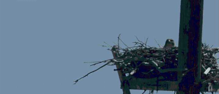 Ferruginous Hawks Nest On Artificial Platform In Southern