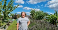Elderly South London couple 'devastated' as apple trees cut down at allotment by council jobsworth