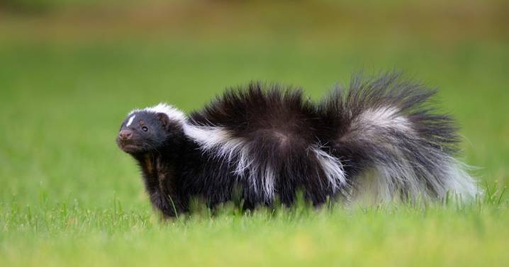Classes canceled at Massachusetts elementary school after skunk sprays classroom