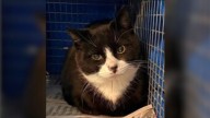 SPCA seeking information after cat shot, killed in trailer park