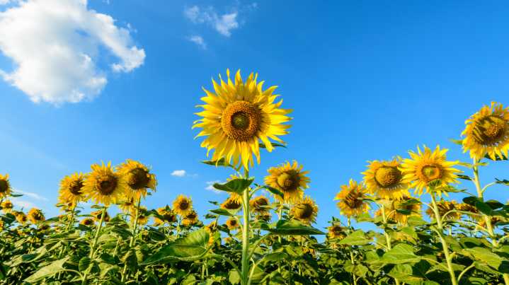 Should You Be Cutting Sunflowers Back In The Fall?