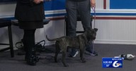 Tail-Wagger Wednesday with Xena