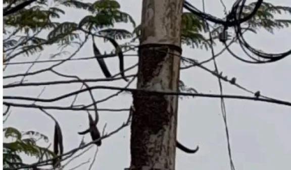 Posadas: preocupación en el barrio Los Jilgueros por un enjambre de abejas