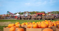 Harvest Tyme Family Farm kicks off fall festival