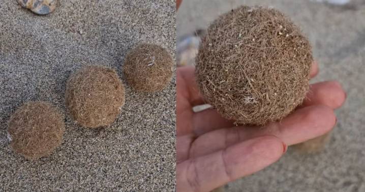 Qué son las “pelotas de Neptuno”, las extrañas esferas que aparecen en las playas