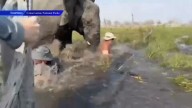 Group of tourists get attacked by female elephant during safari tour in South Africa