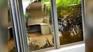 'Crazy': Frantic deer crashes through windows, damaging Westlake offices