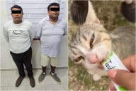 Detenidos por maltratar a un minino a ritmo de “El gato volador” en Tulum