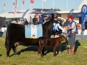 Semana Angus de Primavera: la Gran Campeón Hembra fue para una cabaña de Tres Arroyos
