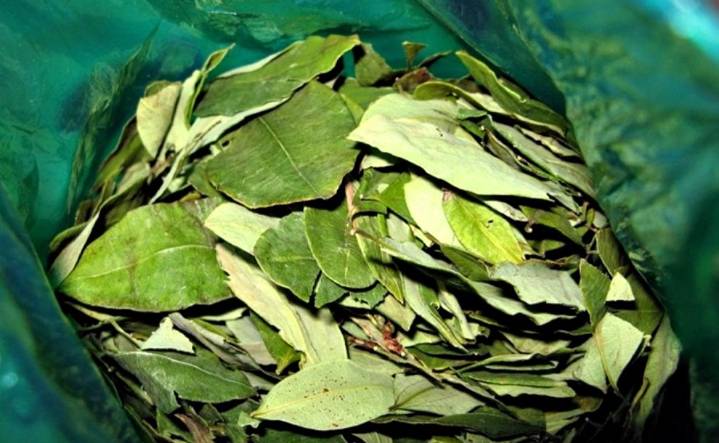 Hojas de coca aumentan 30% por restricciones en la frontera salteña con Bolivia