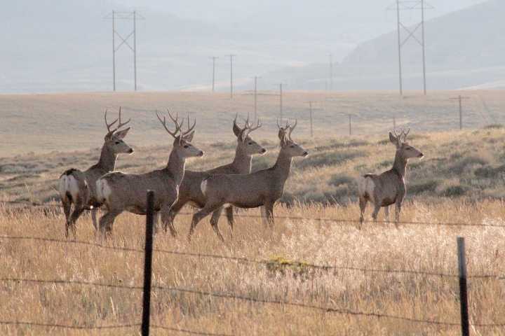 Mule deer could lose half their northeast Wyoming habitat to cheatgrass without help