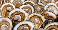 NO OysterNight celebrates Grand Isle 'jewel' farmed oysters