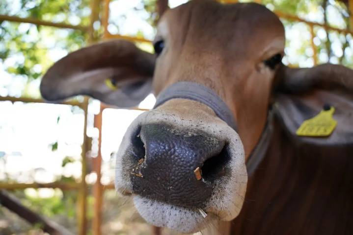 Ante nuevo caso de gusano barrenador, EU cierra nuevamente la frontera