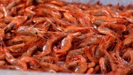 New England’s shrimp industry is struggling, with fishermen catching few in 2025